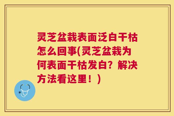 灵芝盆栽表面泛白干枯怎么回事(灵芝盆栽为何表面干枯发白？解决方法看这里！)