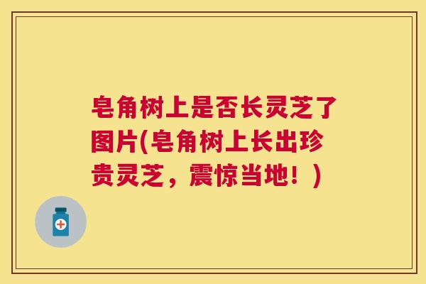 皂角树上是否长灵芝了图片(皂角树上长出珍贵灵芝，震惊当地！)