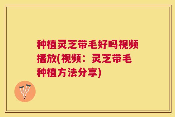 种植灵芝带毛好吗视频播放(视频:灵芝带毛种植方法分享) 种植灵芝带毛好吗视频播放(视频:灵芝带毛种植方法分享)