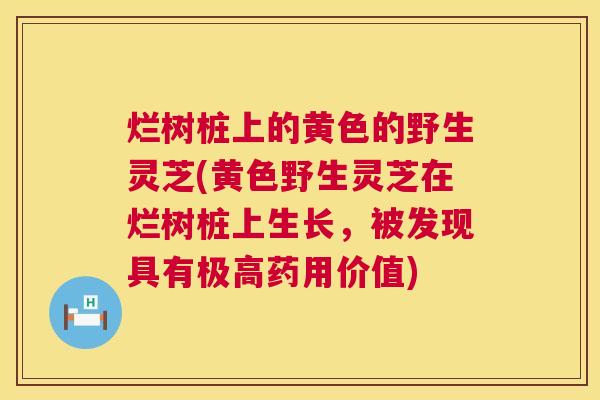 烂树桩上的黄色的野生灵芝(黄色野生灵芝在烂树桩上生长,被发现具有极高药用价值) 烂树桩上的黄色的野生灵芝(黄色野生灵芝在烂树桩上生长,被发现具有极高药用价值)