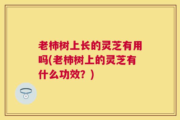 老柿树上长的灵芝有用吗(老柿树上的灵芝有什么功效?) 老柿树上长的灵芝有用吗(老柿树上的灵芝有什么功效?)