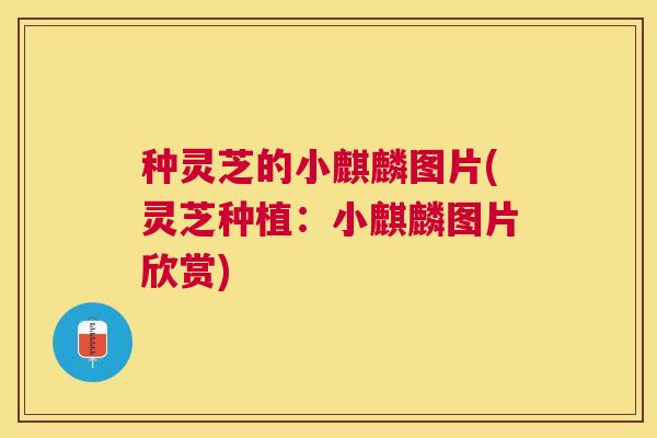 种灵芝的小麒麟图片(灵芝种植:小麒麟图片欣赏) 种灵芝的小麒麟图片(灵芝种植:小麒麟图片欣赏)