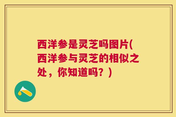 西洋参是灵芝吗图片(西洋参与灵芝的相似之处,你知道吗?) 西洋参是灵芝吗图片(西洋参与灵芝的相似之处,你知道吗?)