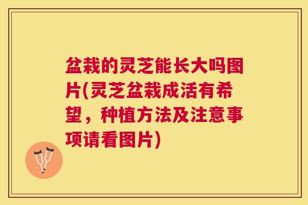 盆栽的灵芝能长大吗图片(灵芝盆栽成活有希望，种植方法及注意事项请看图片)