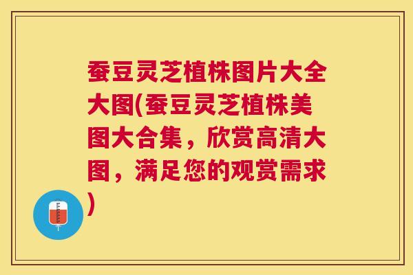 蚕豆灵芝植株图片大全大图(蚕豆灵芝植株美图大合集,欣赏高清大图,满足您的观赏需求) 蚕豆灵芝植株图片大全大图(蚕豆灵芝植株美图大合集,欣赏高清大图,满足您的观赏需求)