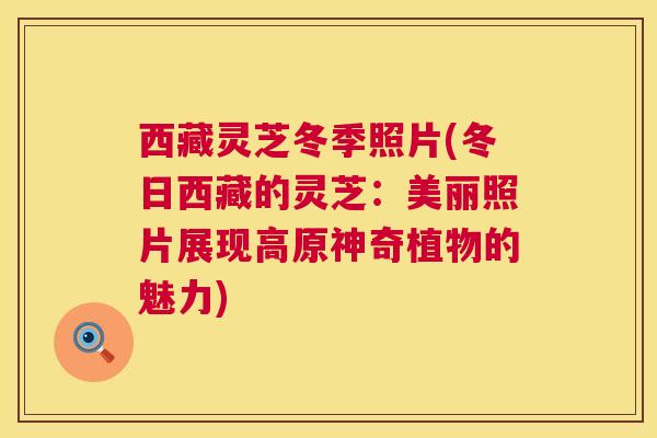 西藏灵芝冬季照片(冬日西藏的灵芝:美丽照片展现高原神奇植物的魅力) 西藏灵芝冬季照片(冬日西藏的灵芝:美丽照片展现高原神奇植物的魅力)