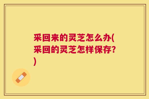 采回来的灵芝怎么办(采回的灵芝怎样保存？)