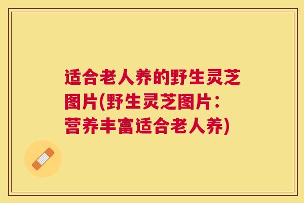 适合老人养的野生灵芝图片(野生灵芝图片：营养丰富适合老人养)