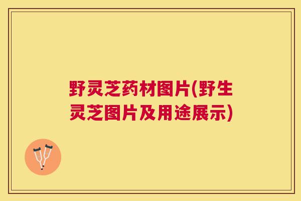 野灵芝药材图片(野生灵芝图片及用途展示) 野灵芝药材图片(野生灵芝图片及用途展示)