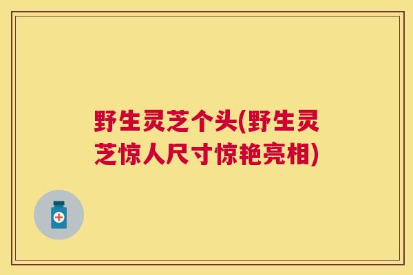 野生灵芝个头(野生灵芝惊人尺寸惊艳亮相) 野生灵芝个头(野生灵芝惊人尺寸惊艳亮相)