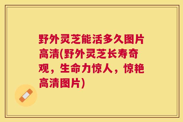 野外灵芝能活多久图片高清(野外灵芝长寿奇观,生命力惊人,惊艳高清图片) 野外灵芝能活多久图片高清(野外灵芝长寿奇观,生命力惊人,惊艳高清图片)