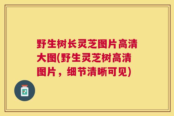 野生树长灵芝图片高清大图(野生灵芝树高清图片，细节清晰可见)