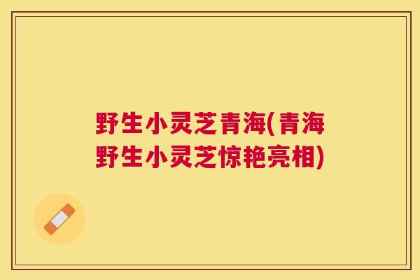 野生小灵芝青海(青海野生小灵芝惊艳亮相) 野生小灵芝青海(青海野生小灵芝惊艳亮相)