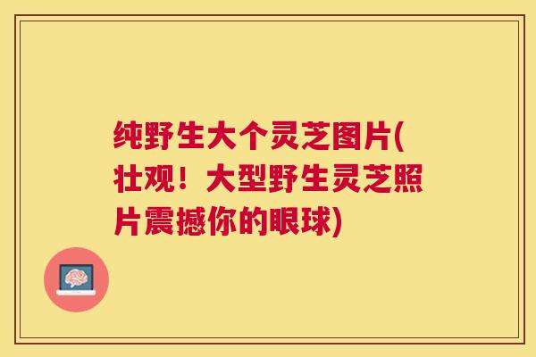 纯野生大个灵芝图片(壮观!大型野生灵芝照片震撼你的眼球) 纯野生大个灵芝图片(壮观!大型野生灵芝照片震撼你的眼球)