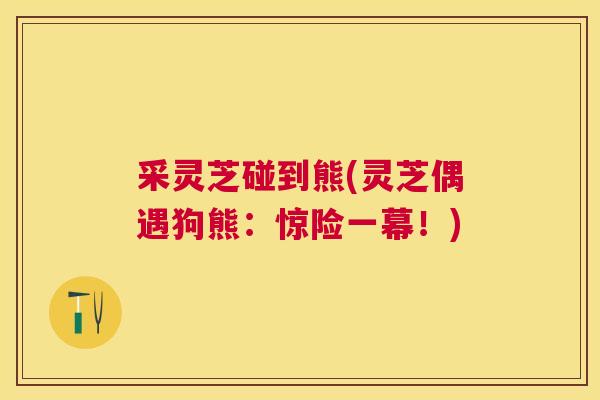 采灵芝碰到熊(灵芝偶遇狗熊：惊险一幕！)