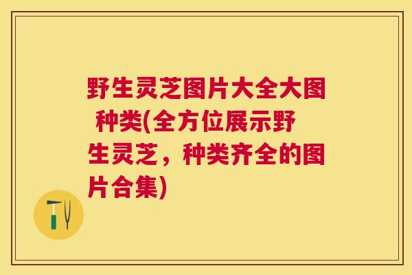 野生灵芝图片大全大图 种类(全方位展示野生灵芝，种类齐全的图片合集)