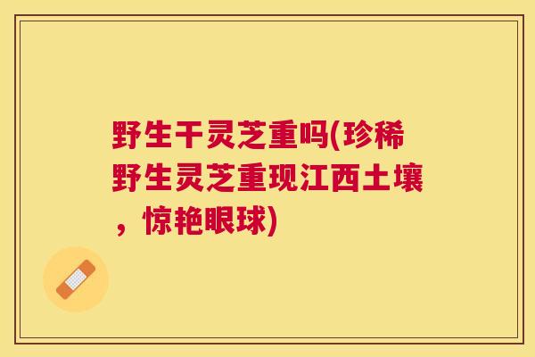 野生干灵芝重吗(珍稀野生灵芝重现江西土壤,惊艳眼球) 野生干灵芝重吗(珍稀野生灵芝重现江西土壤,惊艳眼球)