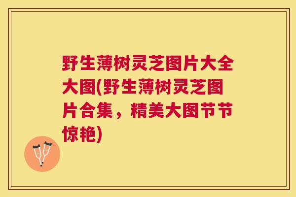 野生薄树灵芝图片大全大图(野生薄树灵芝图片合集,精美大图节节惊艳) 野生薄树灵芝图片大全大图(野生薄树灵芝图片合集,精美大图节节惊艳)