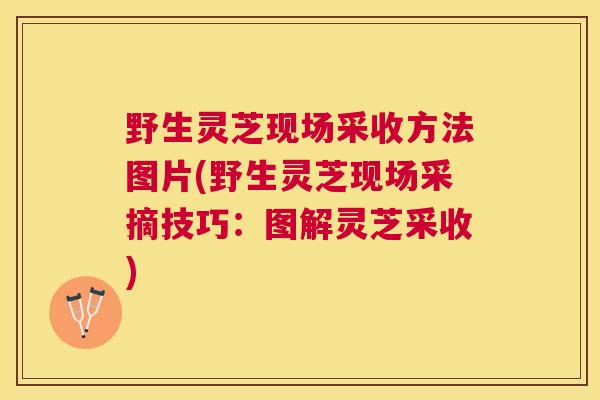 野生灵芝现场采收方法图片(野生灵芝现场采摘技巧:图解灵芝采收) 野生灵芝现场采收方法图片(野生灵芝现场采摘技巧:图解灵芝采收)
