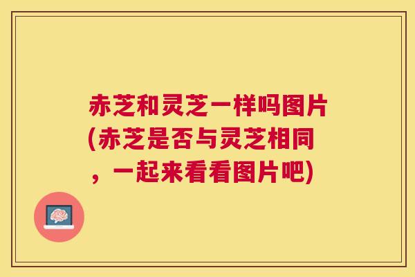 赤芝和灵芝一样吗图片(赤芝是否与灵芝相同,一起来看看图片吧) 赤芝和灵芝一样吗图片(赤芝是否与灵芝相同,一起来看看图片吧)