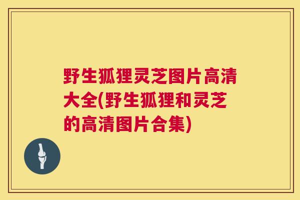 野生狐狸灵芝图片高清大全(野生狐狸和灵芝的高清图片合集) 野生狐狸灵芝图片高清大全(野生狐狸和灵芝的高清图片合集)