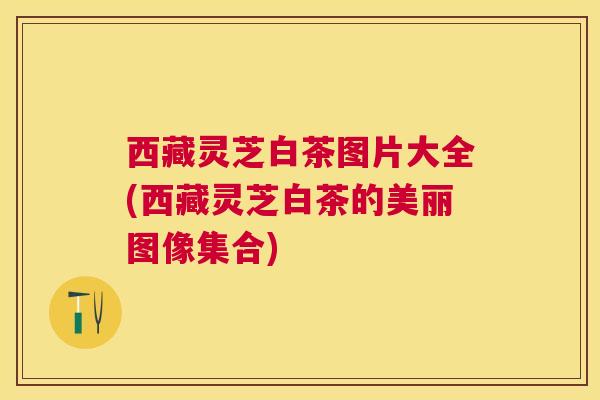 西藏灵芝白茶图片大全(西藏灵芝白茶的美丽图像集合)