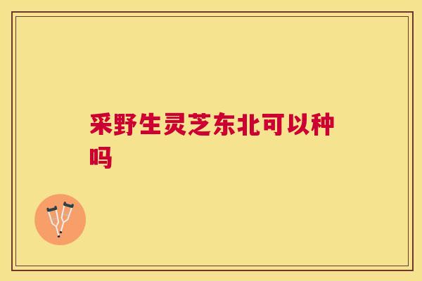 采野生灵芝东北可以种吗 采野生灵芝东北可以种吗