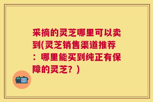 采摘的灵芝哪里可以卖到(灵芝销售渠道推荐:哪里能买到纯正有保障的灵芝?) 采摘的灵芝哪里可以卖到(灵芝销售渠道推荐:哪里能买到纯正有保障的灵芝?)