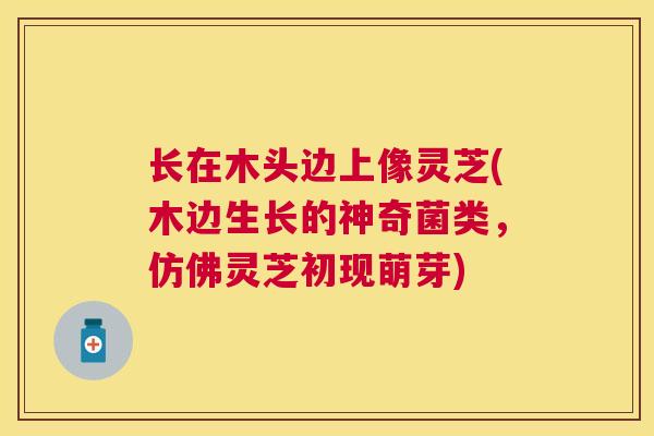 长在木头边上像灵芝(木边生长的神奇菌类,仿佛灵芝初现萌芽) 长在木头边上像灵芝(木边生长的神奇菌类,仿佛灵芝初现萌芽)