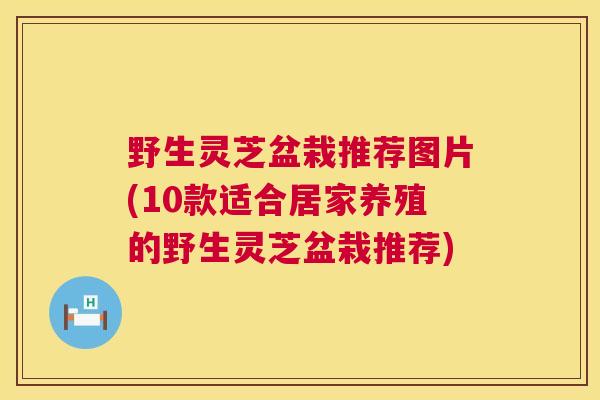 野生灵芝盆栽推荐图片(10款适合居家养殖的野生灵芝盆栽推荐) 野生灵芝盆栽推荐图片(10款适合居家养殖的野生灵芝盆栽推荐)