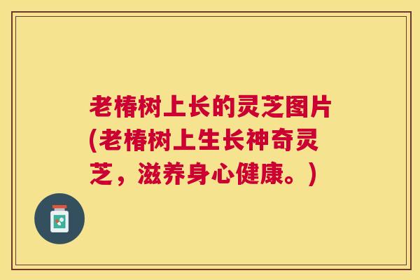 老椿树上长的灵芝图片(老椿树上生长神奇灵芝,滋养身心健康。) 老椿树上长的灵芝图片(老椿树上生长神奇灵芝,滋养身心健康。)