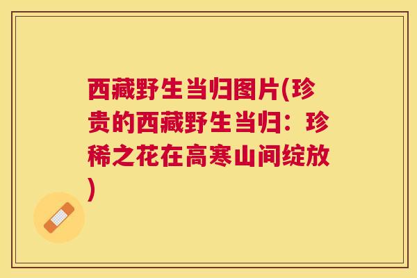 西藏野生当归图片(珍贵的西藏野生当归：珍稀之花在高寒山间绽放)