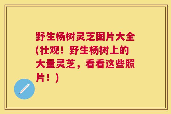 野生杨树灵芝图片大全(壮观!野生杨树上的大量灵芝,看看这些照片!) 野生杨树灵芝图片大全(壮观!野生杨树上的大量灵芝,看看这些照片!)
