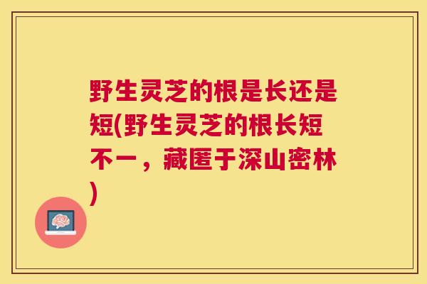 野生灵芝的根是长还是短(野生灵芝的根长短不一,藏匿于深山密林) 野生灵芝的根是长还是短(野生灵芝的根长短不一,藏匿于深山密林)