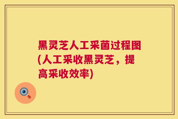 黑灵芝人工采菌过程图(人工采收黑灵芝,提高采收效率) 黑灵芝人工采菌过程图(人工采收黑灵芝,提高采收效率)