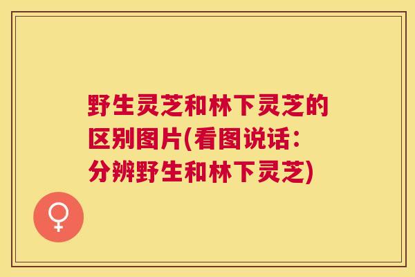 野生灵芝和林下灵芝的区别图片(看图说话：分辨野生和林下灵芝)