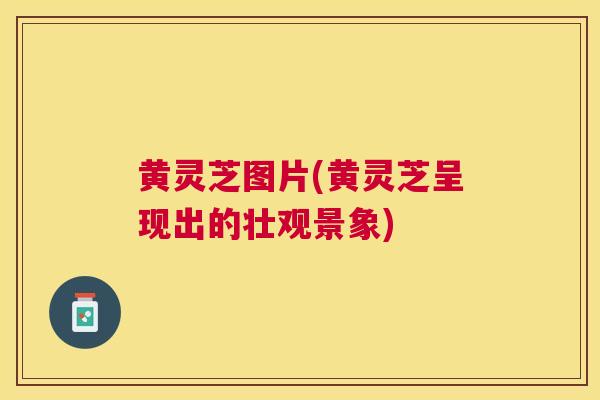黄灵芝图片(黄灵芝呈现出的壮观景象) 黄灵芝图片(黄灵芝呈现出的壮观景象)