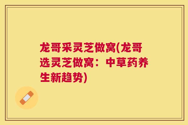 龙哥采灵芝做窝(龙哥选灵芝做窝:中草药养生新趋势) 龙哥采灵芝做窝(龙哥选灵芝做窝:中草药养生新趋势)