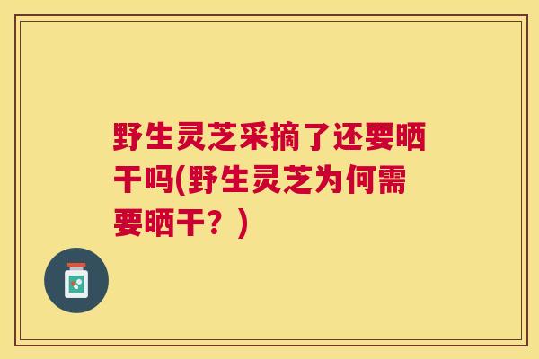 野生灵芝采摘了还要晒干吗(野生灵芝为何需要晒干？)
