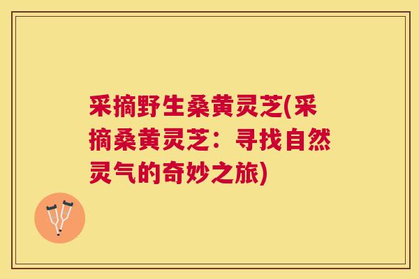 采摘野生桑黄灵芝(采摘桑黄灵芝:寻找自然灵气的奇妙之旅) 采摘野生桑黄灵芝(采摘桑黄灵芝:寻找自然灵气的奇妙之旅)