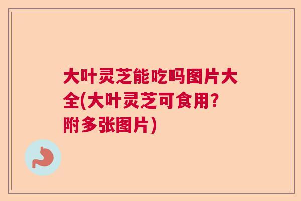 大叶灵芝能吃吗图片大全(大叶灵芝可食用?附多张图片) 大叶灵芝能吃吗图片大全(大叶灵芝可食用?附多张图片)