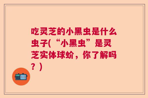 吃灵芝的小黑虫是什么虫子(“小黑虫”是灵芝实体球蚧，你了解吗？)